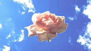 Aesthetic Intro Template Background Blooming Flower With Sky