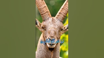 سورة محمد و،،كا.؛نك تسمعها لأ،.و؛.ل مر.ة💗🌸؛.💘🌷..💮🌼🏵️بصوت الشيخ حمزة مد؛بو.ح 💐💔💝،.💟💛،؛💙🌻