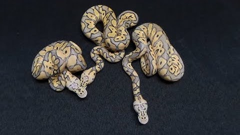 Killer Clown Ball Python Clutch