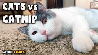 Cats vs Catnip - Let the War Begin! | Kittiopia by Kittiopia 1,486 views 3 years ago 2 minutes, 52 seconds