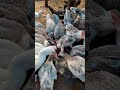 Muscovies And The Morning Crumbs рџ Muscovies And The Morning Crumbs рџ