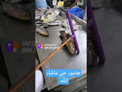 هامور حي ماشاء الله تبارك الله محمود للأسماك الطازجة