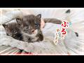 40ｇ増えました！ミルクいっぱい飲むよー。だからその目アカンって！子猫が本気出すと最強かもしれない【保護猫生活2日目】