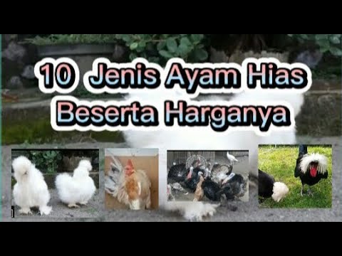 10 Jenis Ayam