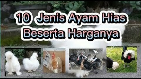10 Jenis Ayam Hias Beserta Harganya