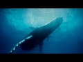 DOCUMENTAL BALLENAS JOROBADAS