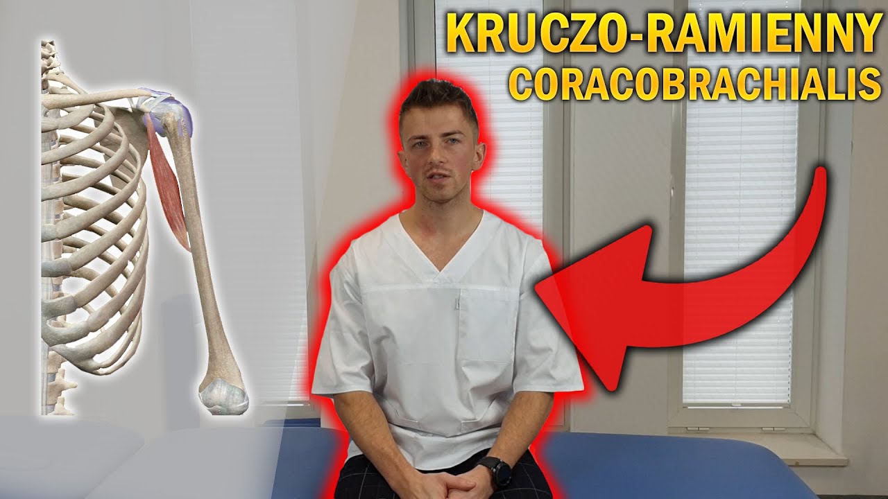 MIĘSIEŃ KRUCZO-RAMIENNY | CORACOBRACHIALIS | ANATOMIA DLA WSZYSTKICH #2 ...