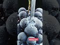 grapes vs vibranium knife 🥶 subscribe u enjoy #satisfying #fruit #oddlysatisfying #experiment #asmr