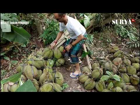 Kata Kata Lucu Buah Durian 