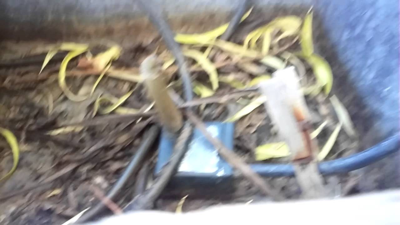 ROSIN JOINT SMOKE SESH!