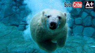 Sub Zero - Poon VIP [Free Download]