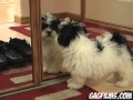 Puppy vs mirror