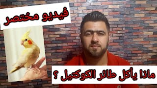 فيديو مختصر / ماذا يأكل طائر الكوكتيل / طعام طائر الكروان / ماذا يأكل الببغاء / بذور دوار الشمس /