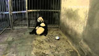 pandapia 20140327-月亮室內-星雅帶雅二2