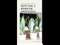 Moonshine Sansevieria repotting