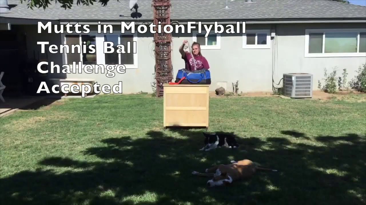 Mutts in Motion Tennis Ball Challenge YouTube