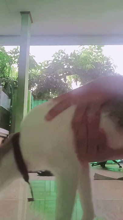 😾: aku pasrah aja ah