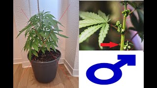 Die erste Pflanze MUSS weg!!! 🥦 Platz für eine neue Cannabispflanze 💥