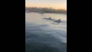 Delfines por la ría carreras de #islacristina