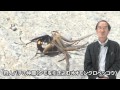 ファーブル昆虫記の虫たち2　Souvenirs entomologiques　Jean-Henri Fabre