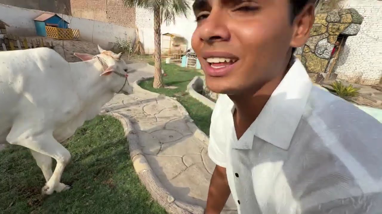 Qasai Ny Hmara Janwar Qurban Kr Dea 🥰 Sab Ko Mar Na Lga 😨