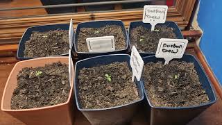 Guerilla Grow 2025 durban dew durban poison