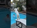 It must be my wrong posture! #bandlypet #dogaivideo #funnydog