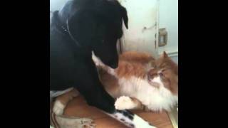 Cat And Dog Wrestlemania Woof Meow