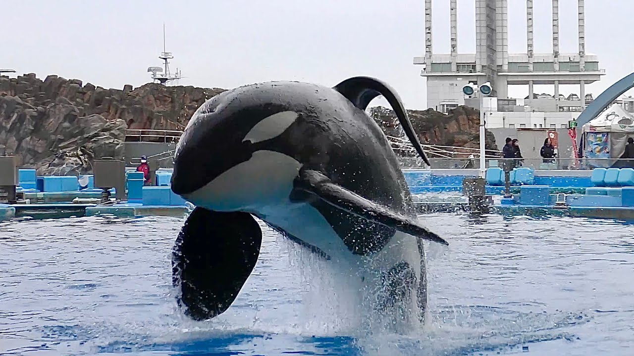 シャチ アースくん 3連続ジャンプです【名古屋港水族館】Orca Earth
