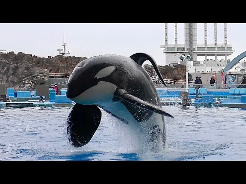 シャチ アースくん 3連続ジャンプです【名古屋港水族館】Orca Earth