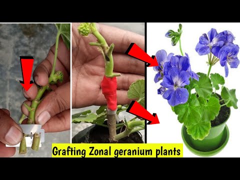 What Is A Zonal Geranium Used For