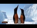 Woodturning | Wooden Penguins