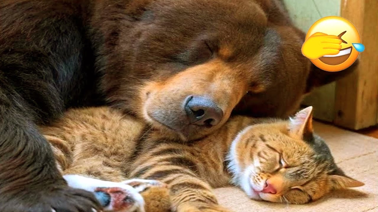 😺🐶 The Funniest Cat & Dog Moments Ever Caught on Camera 🧁 #cat #funnyanimails #funnycats #funnydog