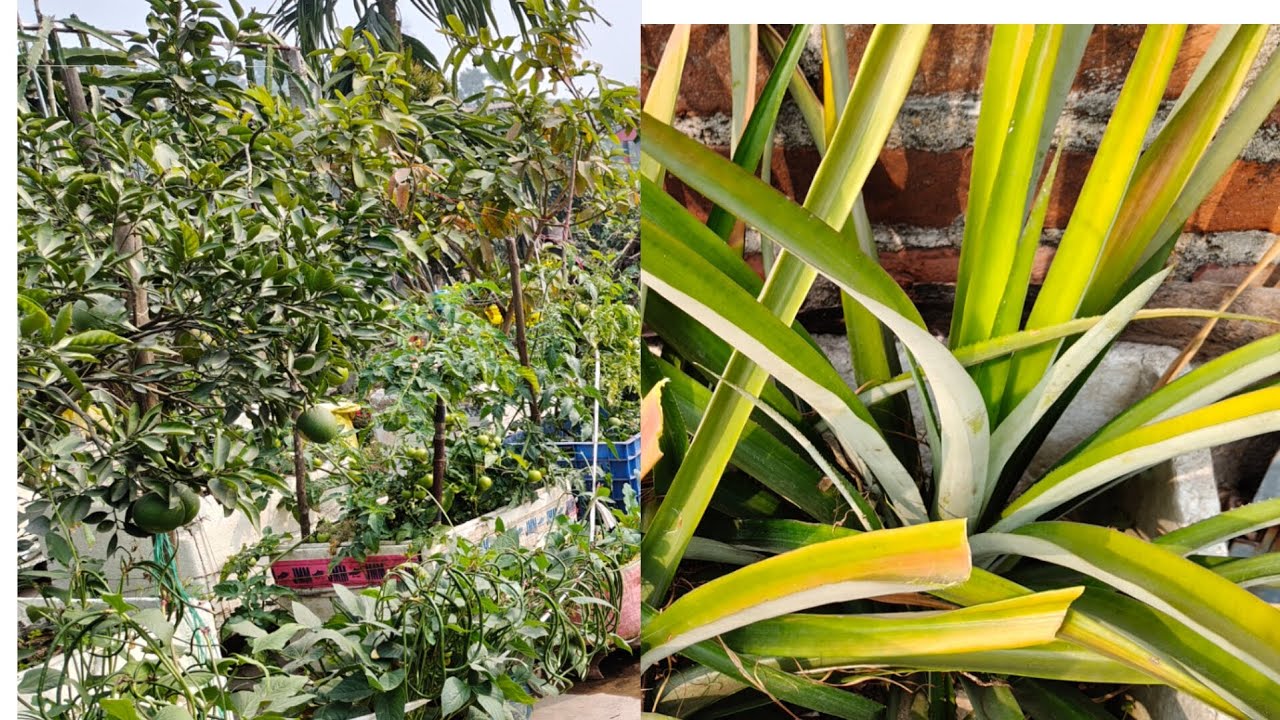 এক ছাদে ফল সবজি সবকিছু আপনারাও পারবেন ।