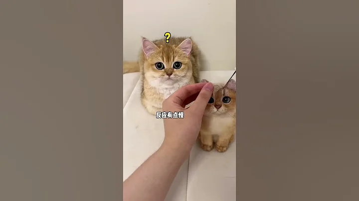 【牛奶是只猫】猫毛出在猫身上😂 - 天天要闻