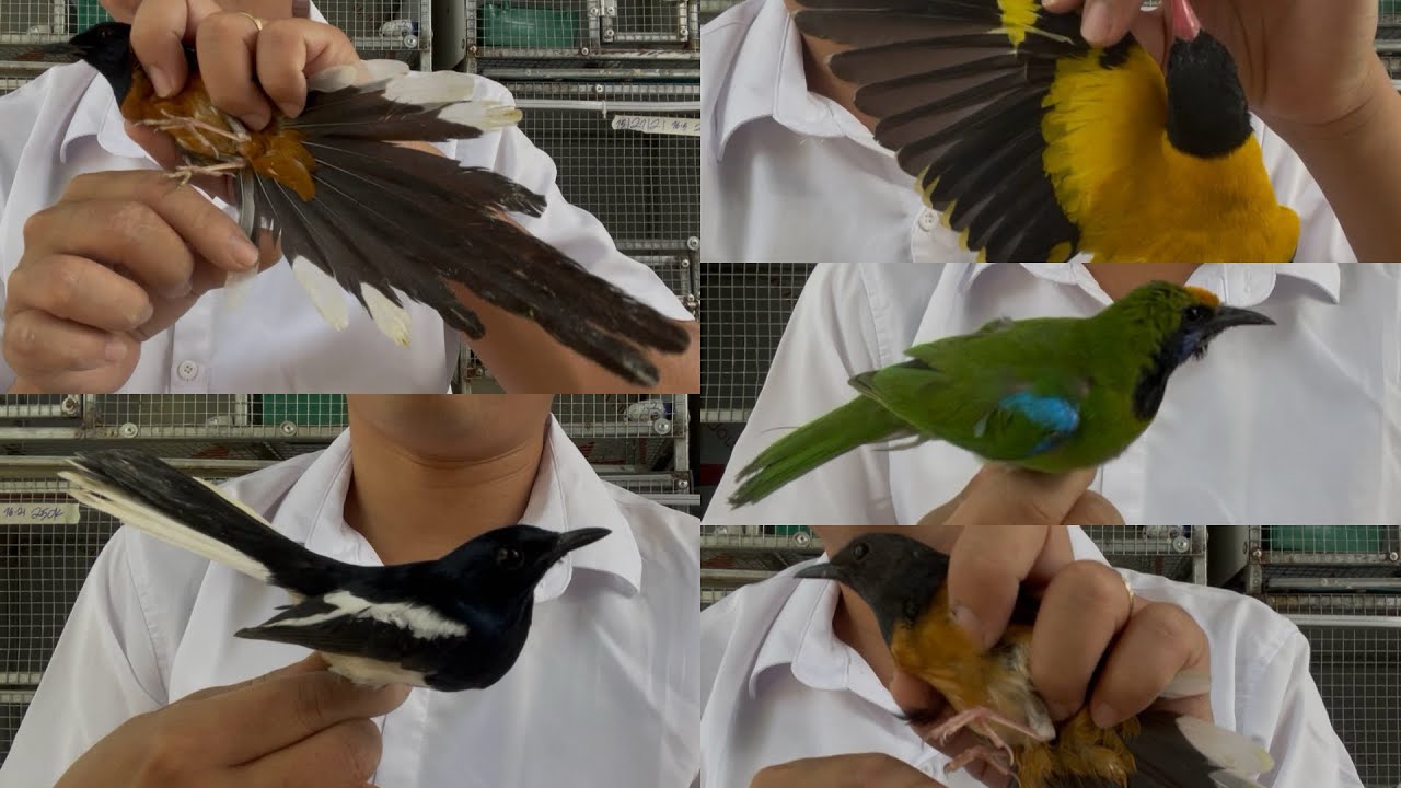 💚21-2💚0522.242.813💚 Choè Than VIP - Choè Lửa Trống + Mái - Vàng Anh - Thanh Tước - Giá Rẻ 💚