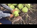 harvesting coconut using coconut picker and coconut cutting