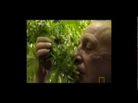 dolla-bill---legalize-it-(prod.-profetesa-beats)-official-video