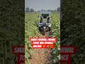 Smart Farming: Parwal Todne Wali Advance Machine 🌾🚜🌿 #SmartFarming #AgriTech #ParwalKiKheti #shorts