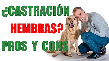 ¿Son más agresivas las hembras de perro que no están castradas?