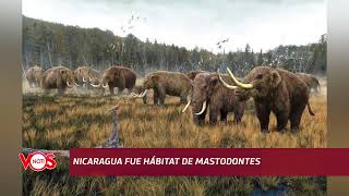 Mastodontes habitaron en Nicaragua, afirma paleontólogo