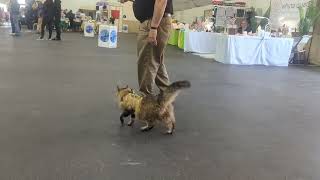 Kissy Goes For A Show Walk  Siberian Cat Walking On A Leash