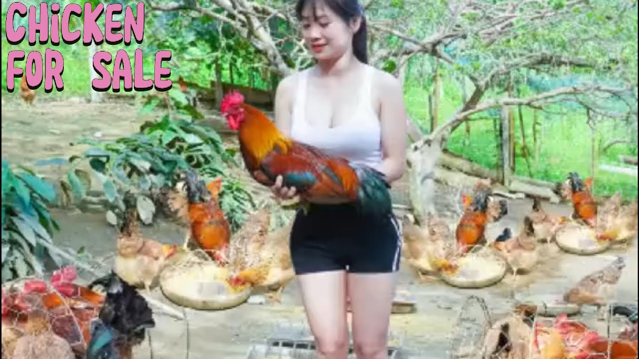 Catching Free-Range Chickens to Sell at the Village Market | Simple Mountain Life