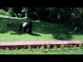 Male Gorilla Visits Sanctuary Retreats Gorilla Forest Camp 