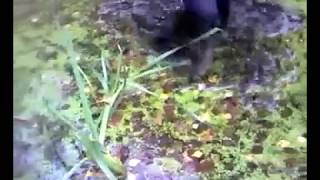 MSV. Deep & mess flooding across Basker-dog swamp filled & clutch my Railroad leather boots.