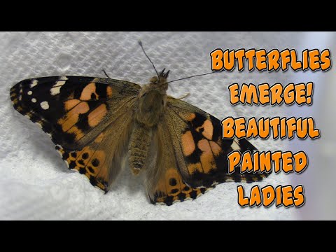 Unbox & Grow Painted Lady Butterflies: Ultimate Kit Review