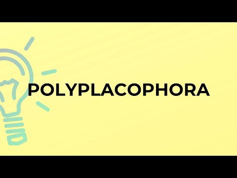 What is the meaning of the word POLYPLACOPHORA?