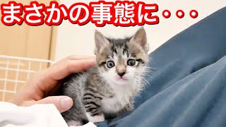 生後日の子猫と一緒に寝ていたらまさかの事態に。【保護猫】