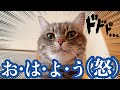 寝坊を許さぬ猫が朝起こしに来る、猫とアラサー独身男の休日ルーティン。