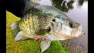 Catching GIANT CRAPPIE! Tips For Targeting Big Slabs.